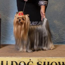 Major - Yorkshire Terrier