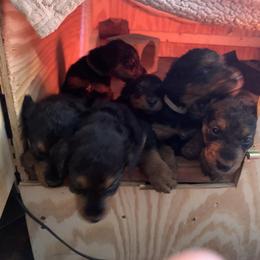 By color - Grizzle and tan male Airedale Terrier puppy in Oxford, Ms, Mississippi from Yocona River Airedale