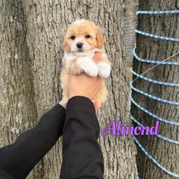 Almond - Red female Bernedoodle puppy in Mount Vernon, Missouri from PoodlelyDoodlely