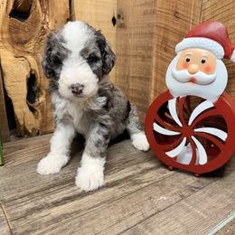 Blitz - Blue merle male Aussiedoodle puppy in Lavonia, Georgia from H & A Kennels