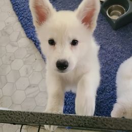 Berger Blanc Suisse Puppies from Absolute Dream White Swiss Shepherds