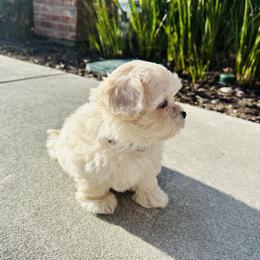 Maltipoo Puppies from Maine's Maltipoos