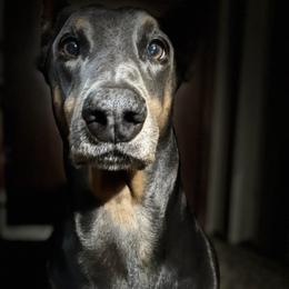 Doberman Pinschers from Paintedcrazy Doberman Pinchers