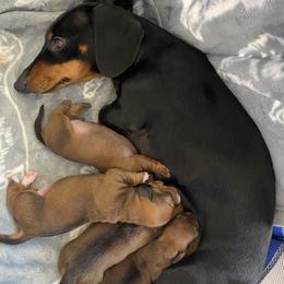 Dachshund puppies from Rock Lake Farm