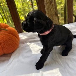 Darling - Black female Labradoodle puppy in Watertown, Tennessee from PawfectBud