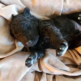Charlie - Aussiedoodle puppy in Vernal, Utah from Adorable Aussiedoodles