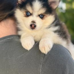 Donatello - Black and white male Pomsky puppy in Memphis, Missouri from Happy Hills Kennels