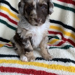 Aussiedoodle and Australian Shepherd Puppies from Homestead Aussies & Doodles