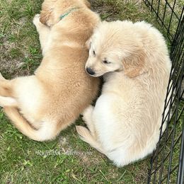 Golden Retriever Puppies from Ruff Life Goldens