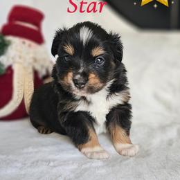 Star - Blue tri female Toy Australian Shepherd puppy in Pickens, South Carolina from Reflections of Star Crest Kennel