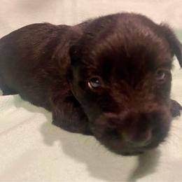 Spruce (Blue) - Black male Scottish Terrier puppy in Jefferson, North Carolina from McGuire’s High Country Terriers