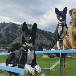 Basenji All Grown Up from Makindu Basenjis