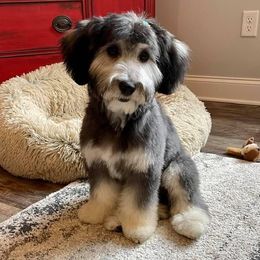 Sheepadoodle Puppies from Narrow Path Puppies