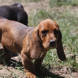 Basset Hounds from Hays Family Homstead