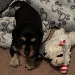 Matilda - Black and cream female Dachshund puppy in Nampa, Idaho from 208 Wiener Wiggle Butts LLC