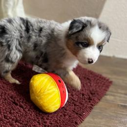 Penelope - Blue merle female Australian Shepherd puppy in Lebanon, Oregon from Mt. Hope Aussies