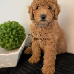 Goldendoodle Puppies from Carlie and Co. Goldendoodles