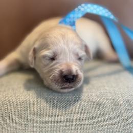 Miss Teal - Light golden female Golden Retriever puppy in Patterson, California from Trusted Valley Retrievers