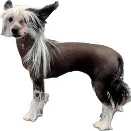 Louisa - Chinese Crested