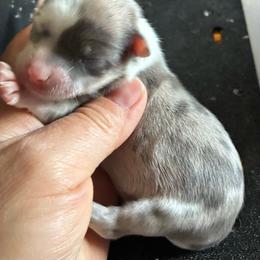 Quinn - Merle male Chihuahua puppy in Westport, New York from Chantilly chihuahuas