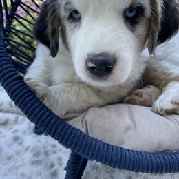 Miniature Australian Shepherd Puppies from Happy Tails, Colorado Mini Aussies