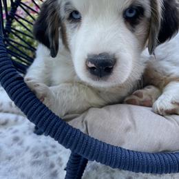 Miniature Australian Shepherd Puppies from Happy Tails, Colorado Mini Aussies