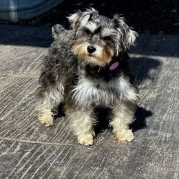 Bitsy - Miniature Schnauzer