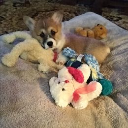 Llew - Sable male Pembroke Welsh Corgi puppy in Red Bluff, California from Ruby's Corgi's