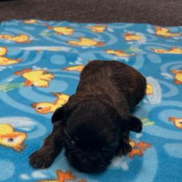 Boy 3 - Brindle male Shih Tzu puppy in Hibbing, Minnesota from Iron Range Shih Tzu and Puppies