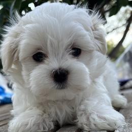Maltese puppies from Wendy’s Maltese & Cavamalts of Virginia