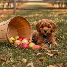 Annie's Navy Blue Boy - Red male Cavapoo puppy in Lavon, Texas from Magnolia Prairie Doodles