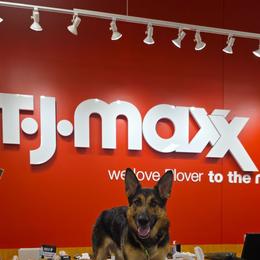 Bean - German Shepherd