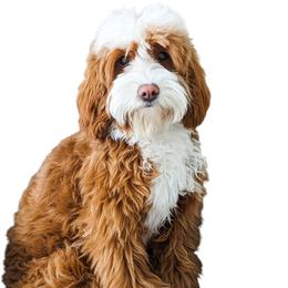 Lucy Lulu - Goldendoodle