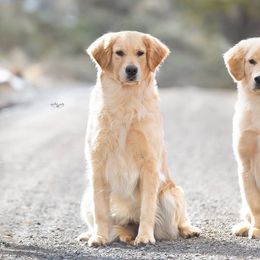 Golden Retrievers from Highlander's Goldens