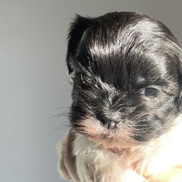 Luke - Black and white Shih Tzu puppy in California from Eunice's Shih Tzu