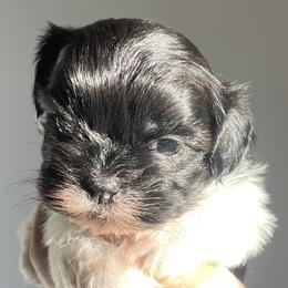 Luke - Black and white Shih Tzu puppy in California from Eunice's Shih Tzu