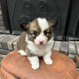 Black collar boy - Sable male Pembroke Welsh Corgi puppy in Flat Rock, Alabama from Fluffy Butt Acres