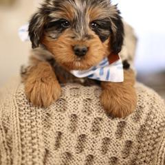 Slice - male Australian Mountain Doodle puppy in Spanish Fork, Utah from Little Puppy Co.
