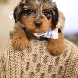 Slice - male Australian Mountain Doodle puppy in Spanish Fork, Utah from Little Puppy Co.