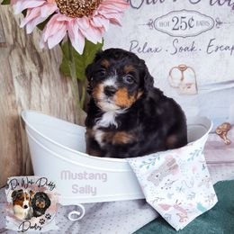 Assorted Doodle Crosses Puppies from Do Wah Diddy Doodles