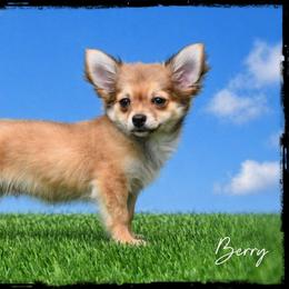 Berry - Fawn male Chihuahua puppy in Demorest, Georgia from Sourpatch Chihuahuas