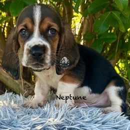 Neptune - Black white and brown male Basset Hound puppy in Dingess, West Virginia from Tuckers' Howling Hounds
