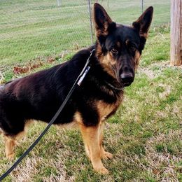 German Shepherds and Rottweilers from Von Ziegler Haus
