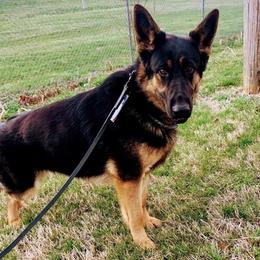 German Shepherds and Rottweilers from Von Ziegler Haus