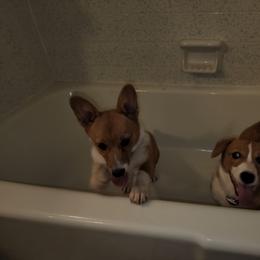 Pembroke Welsh Corgi Puppies from Tiny Titans K9