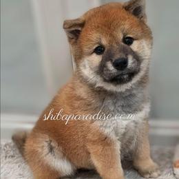Rina - Red female Shiba Inu puppy in Tualatin, Oregon from Shiba Paradise
