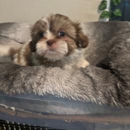 Boaboa - Black gold and white male Shih Tzu puppy in Conroe, Texas from Shihtzu Happen