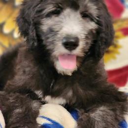 Goldendoodle Puppies from Country Pups Doodles