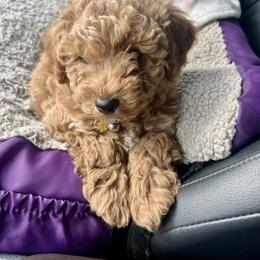 Cavapoo, Cockapoo, Goldendoodle, and Maltipoo Puppies from Perdue Puppies