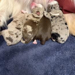 Red Merle male 1 - Red merle male Miniature Australian Shepherd puppy in Washington, Indiana from Southern Indiana Mini Aussies